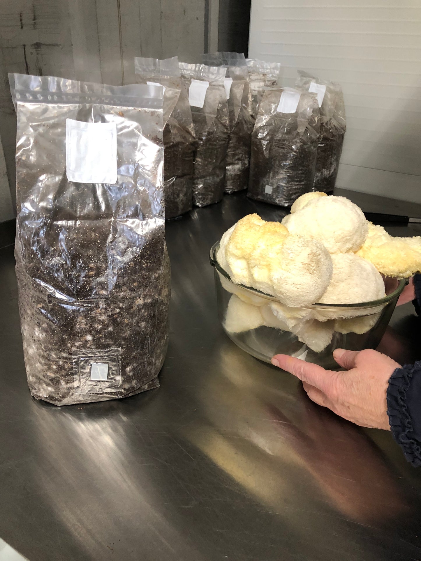 Kit de cultivo de hongo- MELENA DE LEON