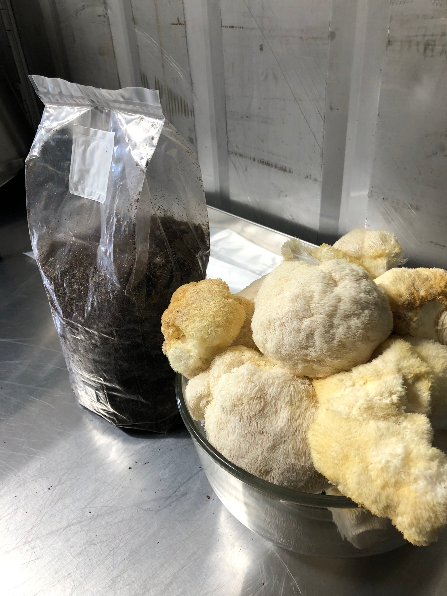 Kit de cultivo de hongo- MELENA DE LEON