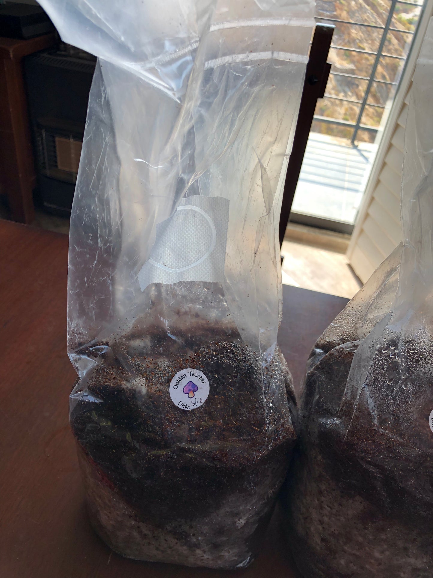 Kit de cultivo de hongo- MELENA DE LEON